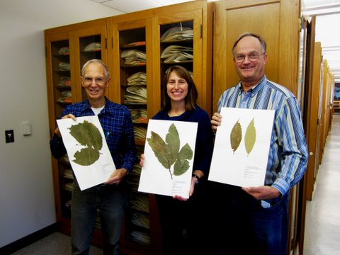 Dr. Kathy Mathews & others with chestnut specimens