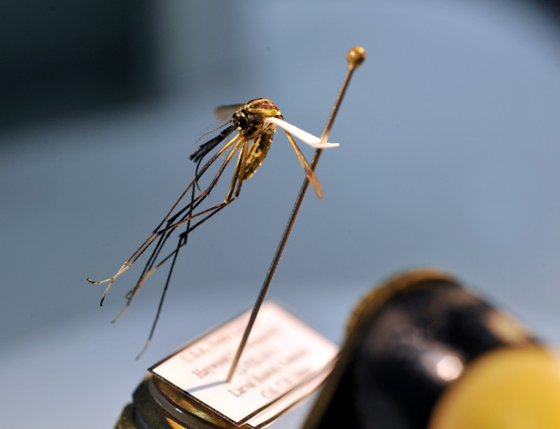 Mosquito on a pin