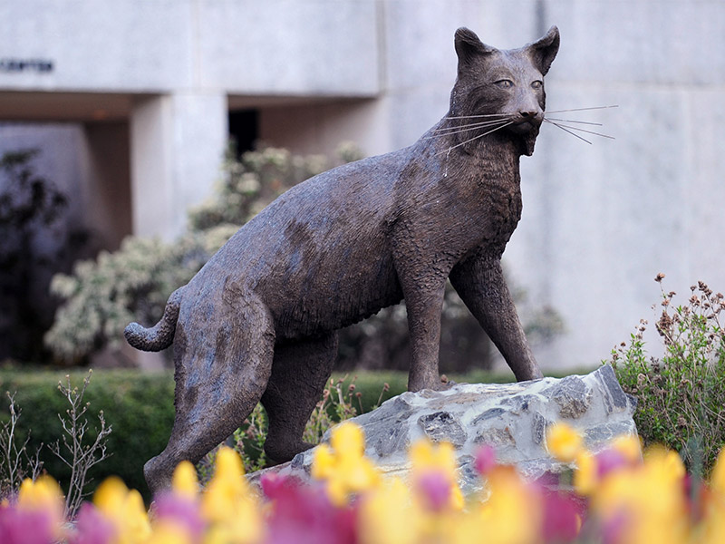 Image of the Catamount Statue with purple and gold tulips