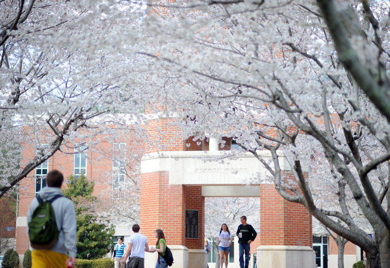 spring tree in bloom on campus