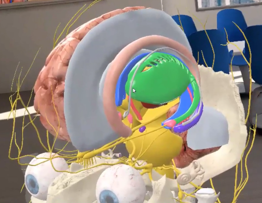Brain dissection via virtual reality
