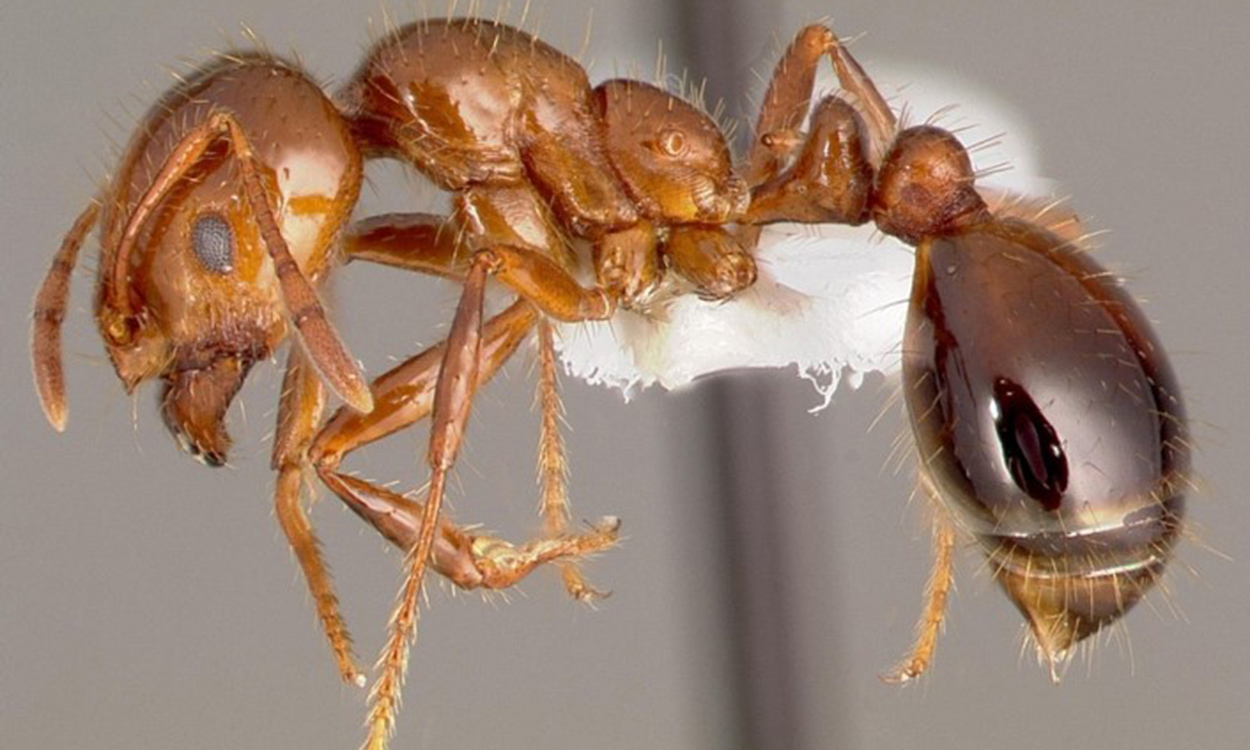 A photo of a fire ant under a microscope