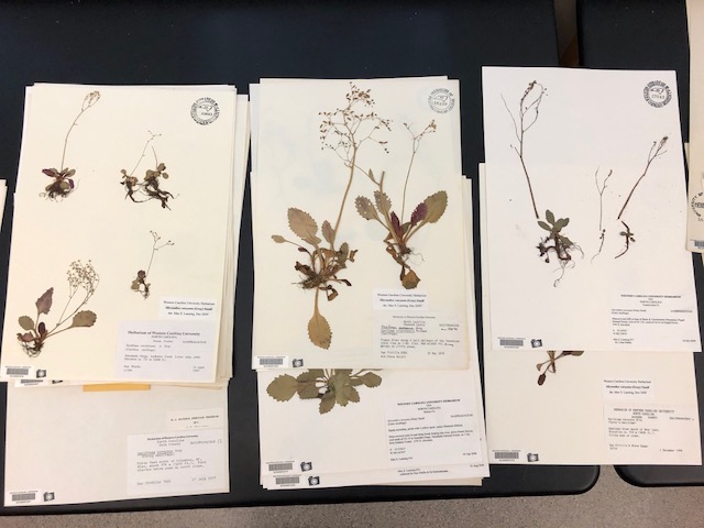 herbarium sheets