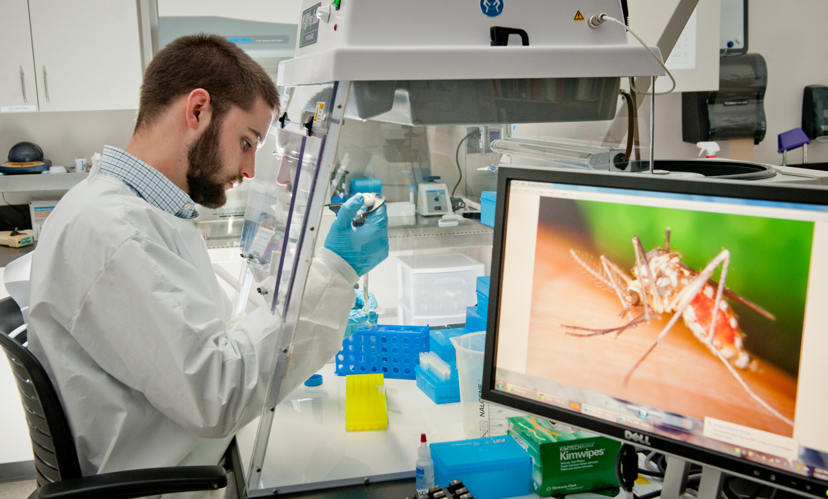 Mosquito Research in a lab
