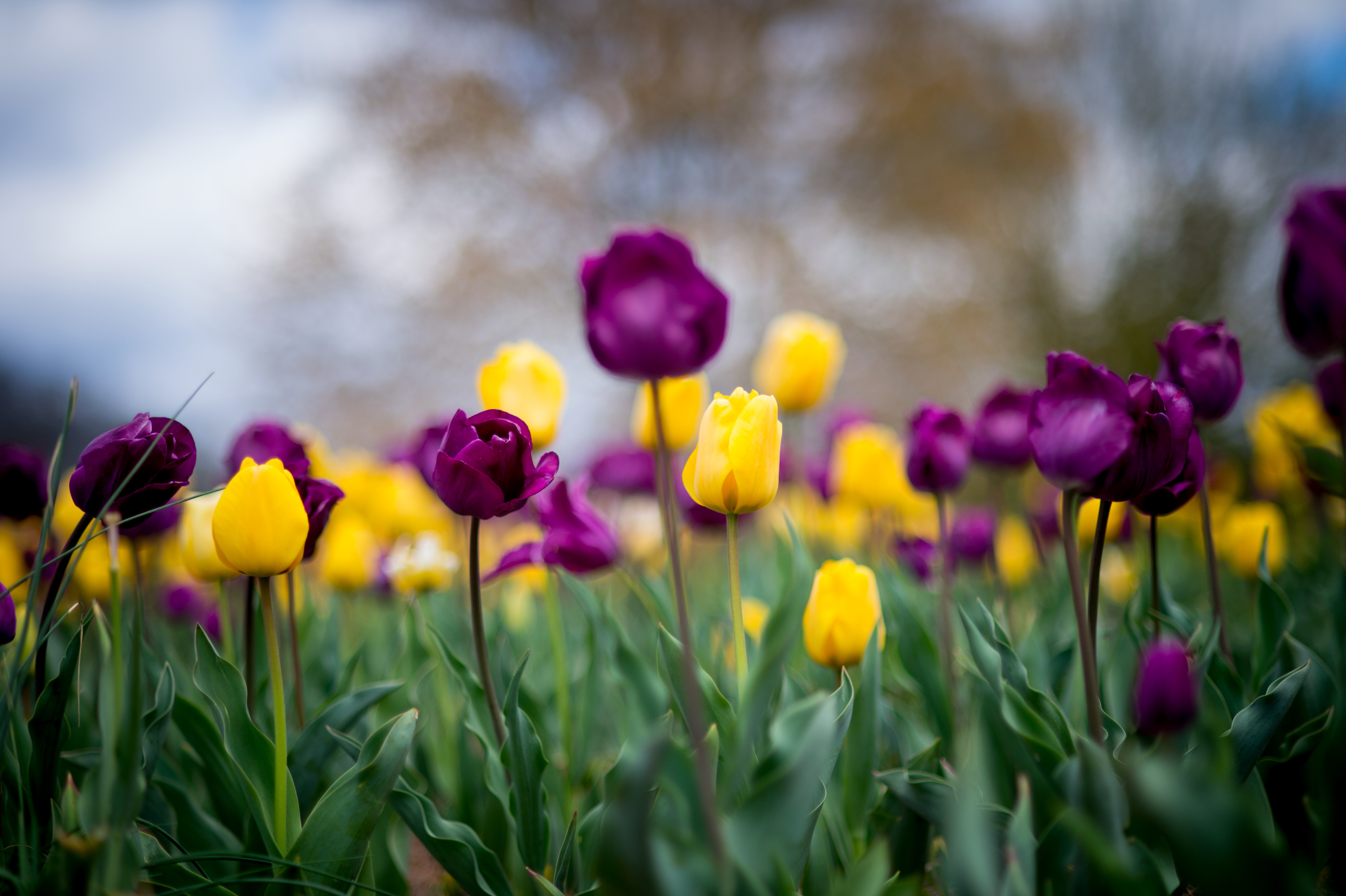 yellow and purple tulips