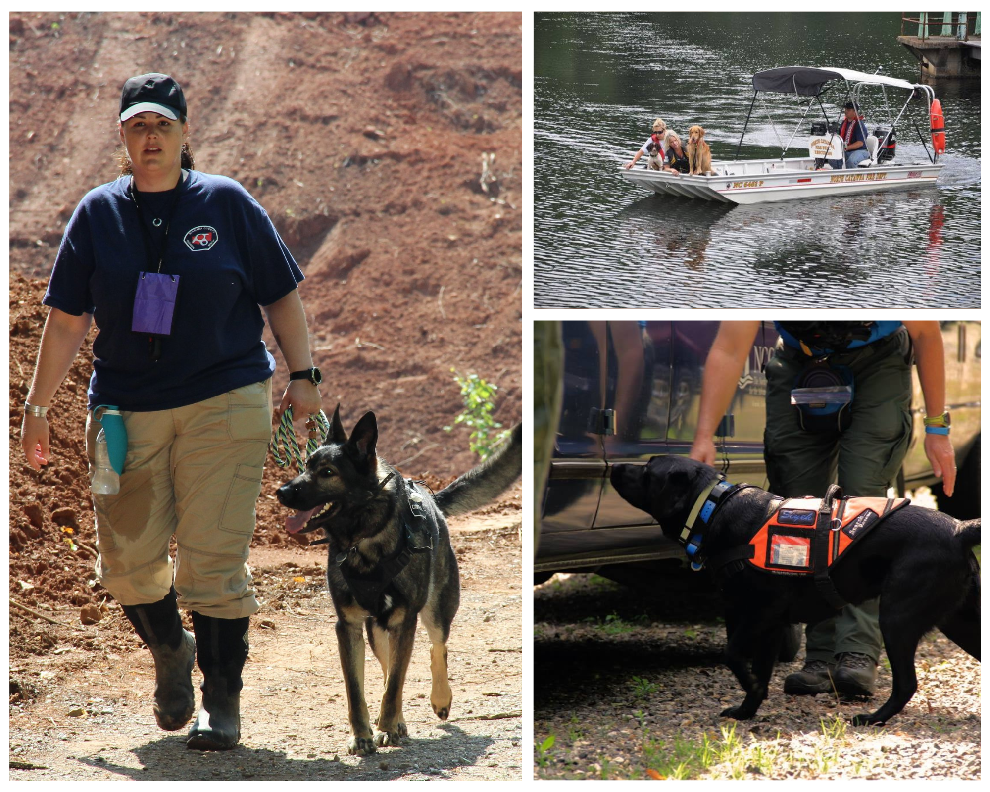 Collage of cadaver dog training sessions