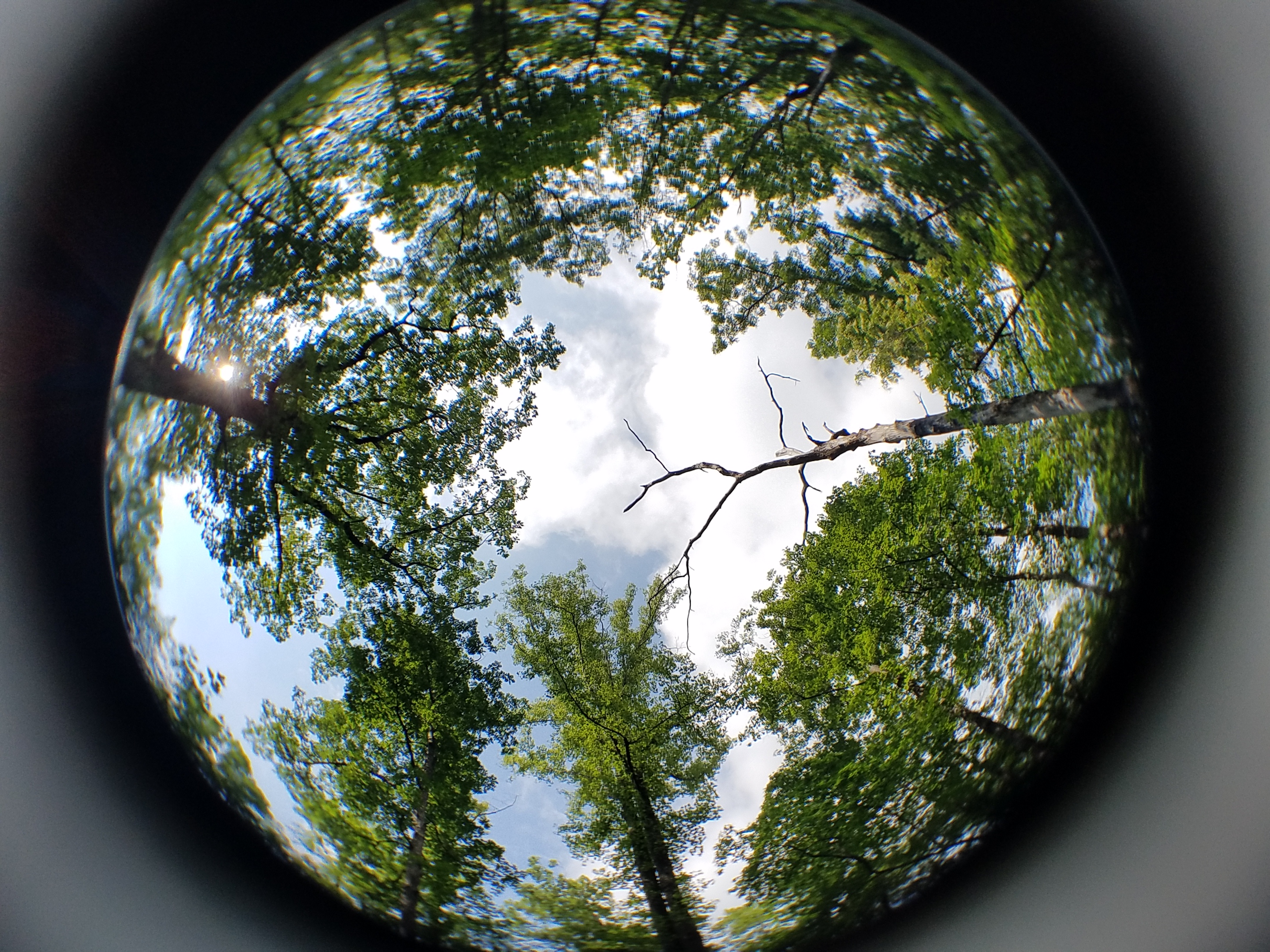 Fisheye view from the forest floor