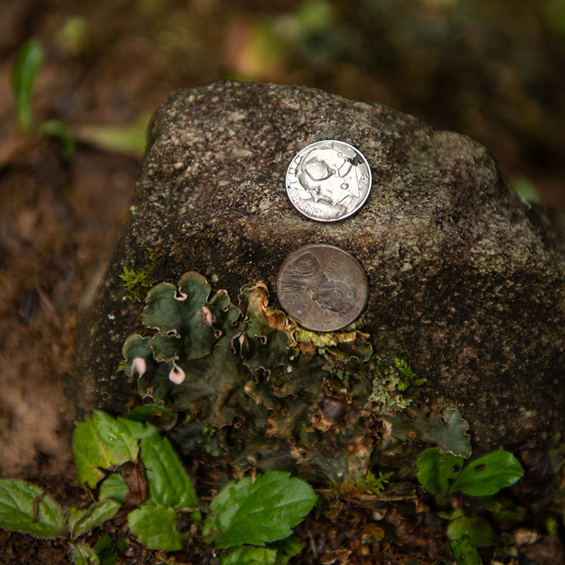penny and dime on a rock
