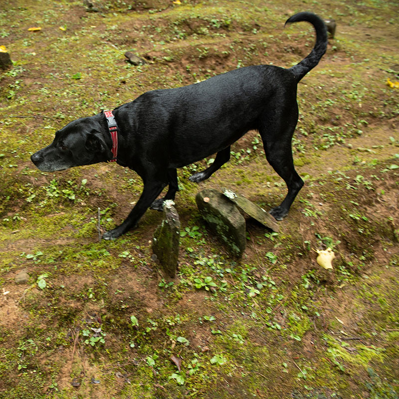 Labrador retriever searching graves