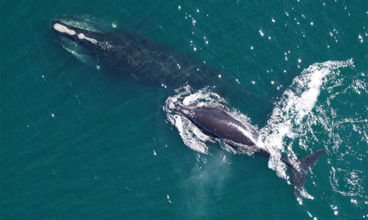 right whales
