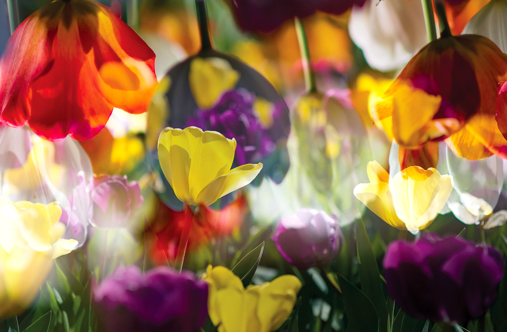 Double exposure of two images of tulips on top of each other