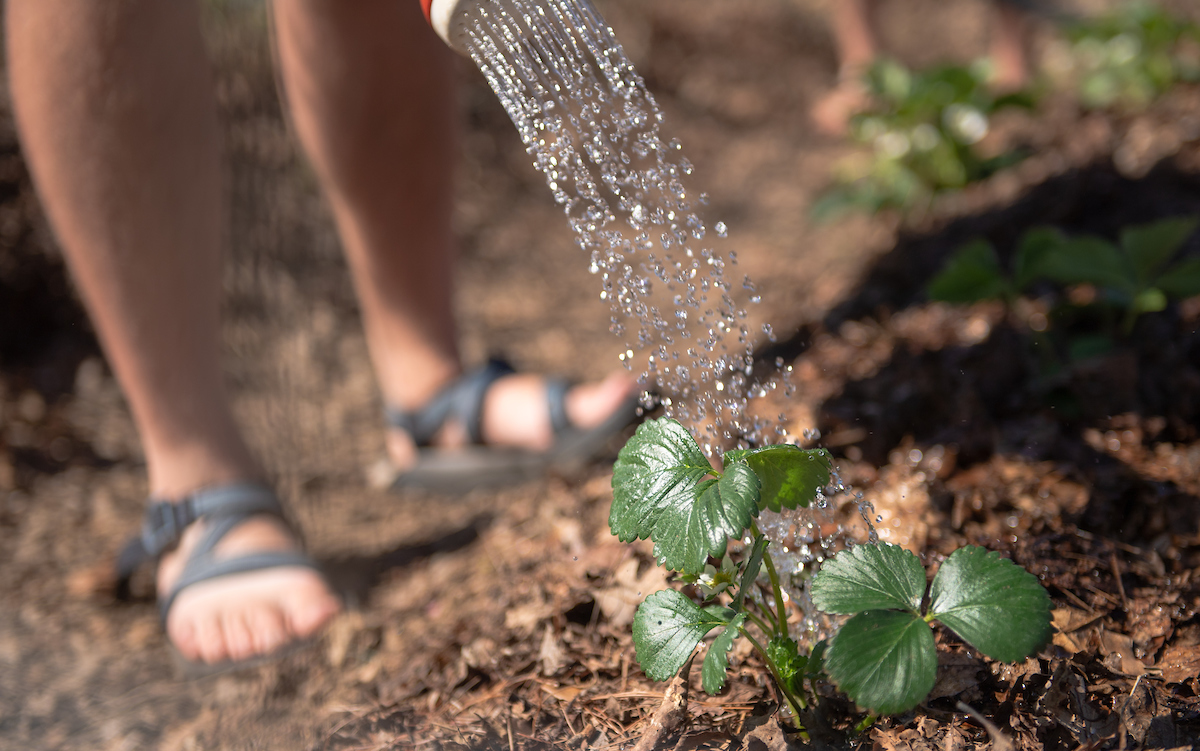 Student watering a garden