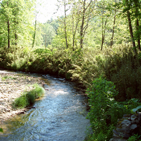 Rivercane grows along streambanks