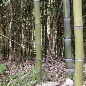 Rivercane is sometimes confused with bamboo